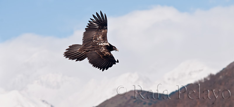 AVES