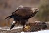 Aguila real