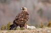Aguila Real
