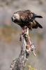 Aguila Real