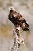 Aguila Real