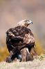 Aguila Real