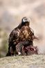 Aguila Real