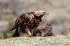 Aguila Real