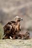Aguila Real