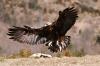 Aguila Real