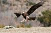 Aguila Real