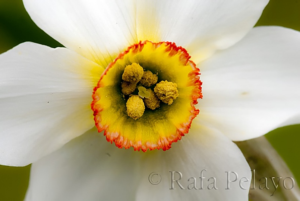 Narcissus poeticus L.