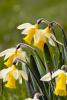 Narcissus bicolor L.