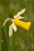 Narcissus bicolor L.