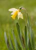 Narcissus bicolor L.
