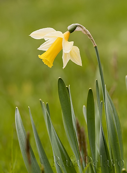 Narcissus bicolor L.