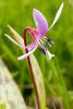Erythronium dens canis L.