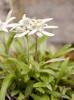 Leontopodium alpinum
