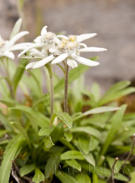 Leontopodium alpinum