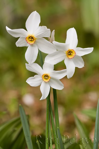 Narcissus poeticus L.