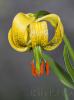 Lilium pyrenaicum 