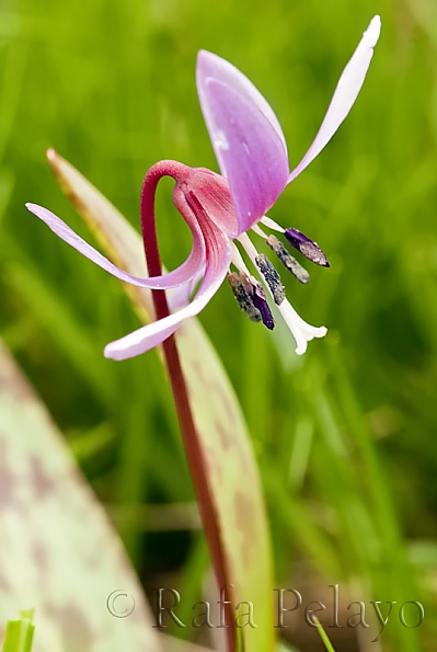Erythronium dens canis L.