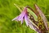 Erythronium dens canis L.