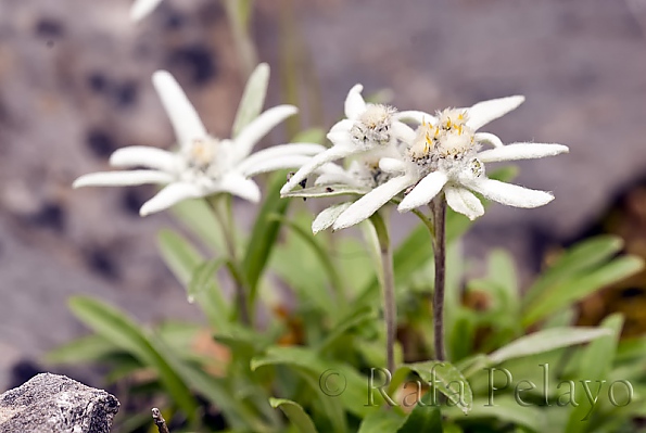 Leontopodium alpinum