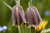 Fritillaria nervosa Willd.