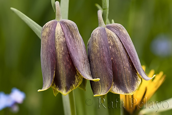 Fritillaria nervosa Willd.