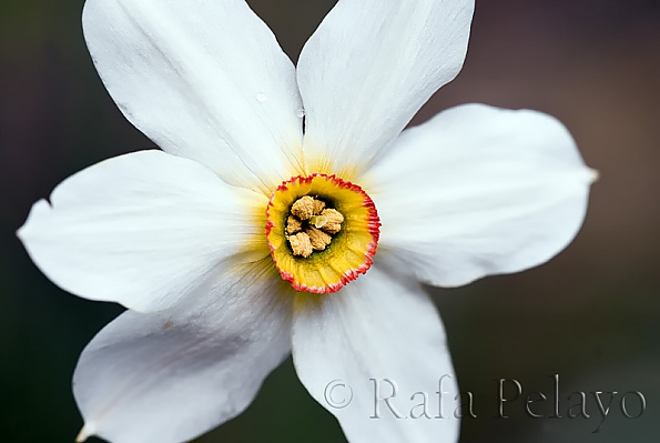 Narcissus poeticus L.