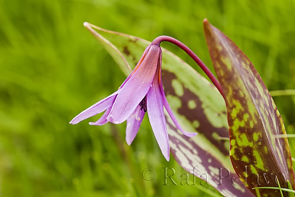 Erythronium dens canis L.