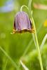 Fritillaria nervosa Willd