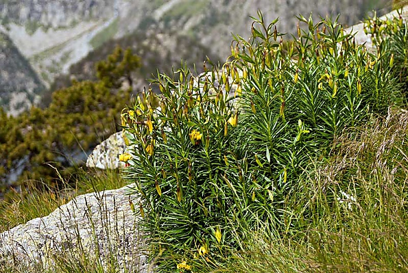 Lilium pyrenaicum 