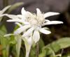 Leontopodium alpinum