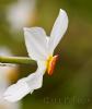 Narcissus poeticus L.