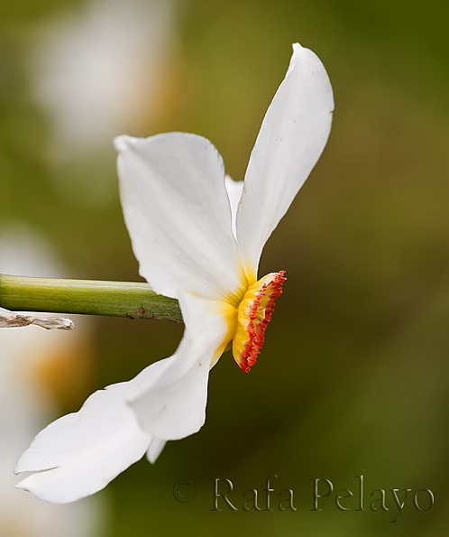 Narcissus poeticus L.