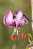 Lilium martagon