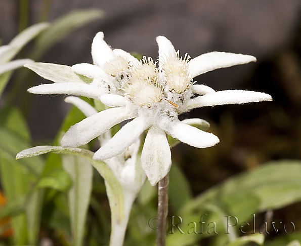 Leontopodium alpinum