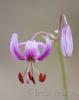 Lilium martagon