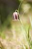 Fritillaria nervosa Willd