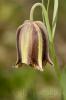 Fritillaria nervosa Willd