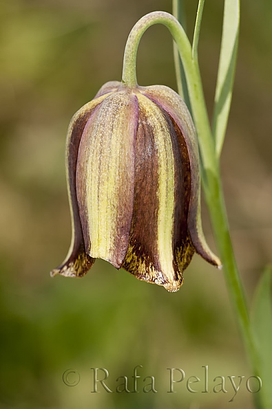 Fritillaria nervosa Willd