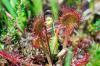Drosera rotundifolia 