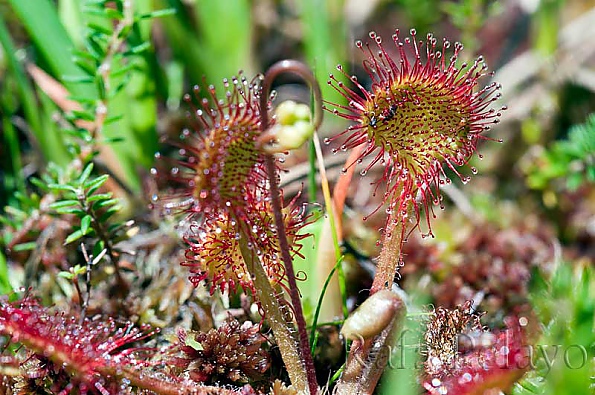 Drosera rotundifolia 