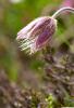  Pulsatilla vernalis