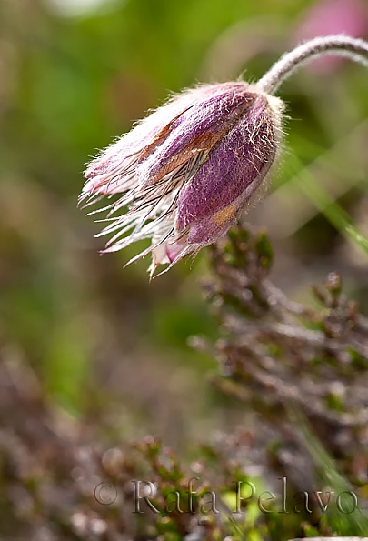  Pulsatilla vernalis