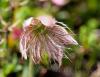  Pulsatilla vernalis