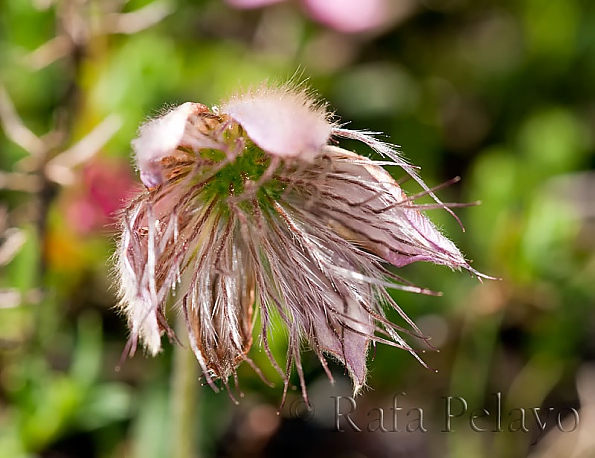  Pulsatilla vernalis