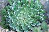 Saxifraga longifolia 