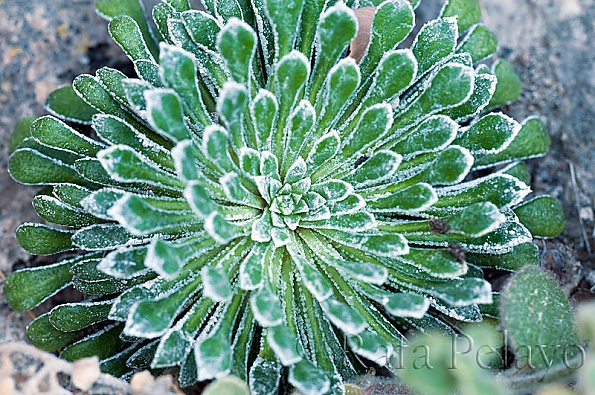 Saxifraga longifolia 