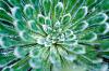 Saxifraga longifolia 