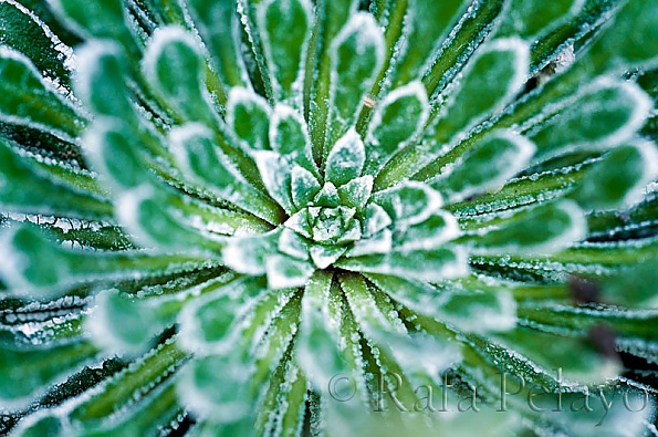 Saxifraga longifolia 
