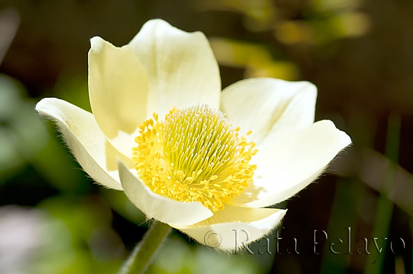 Anemone narcissiflora L.